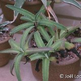 Agave nizandensis b.jpg